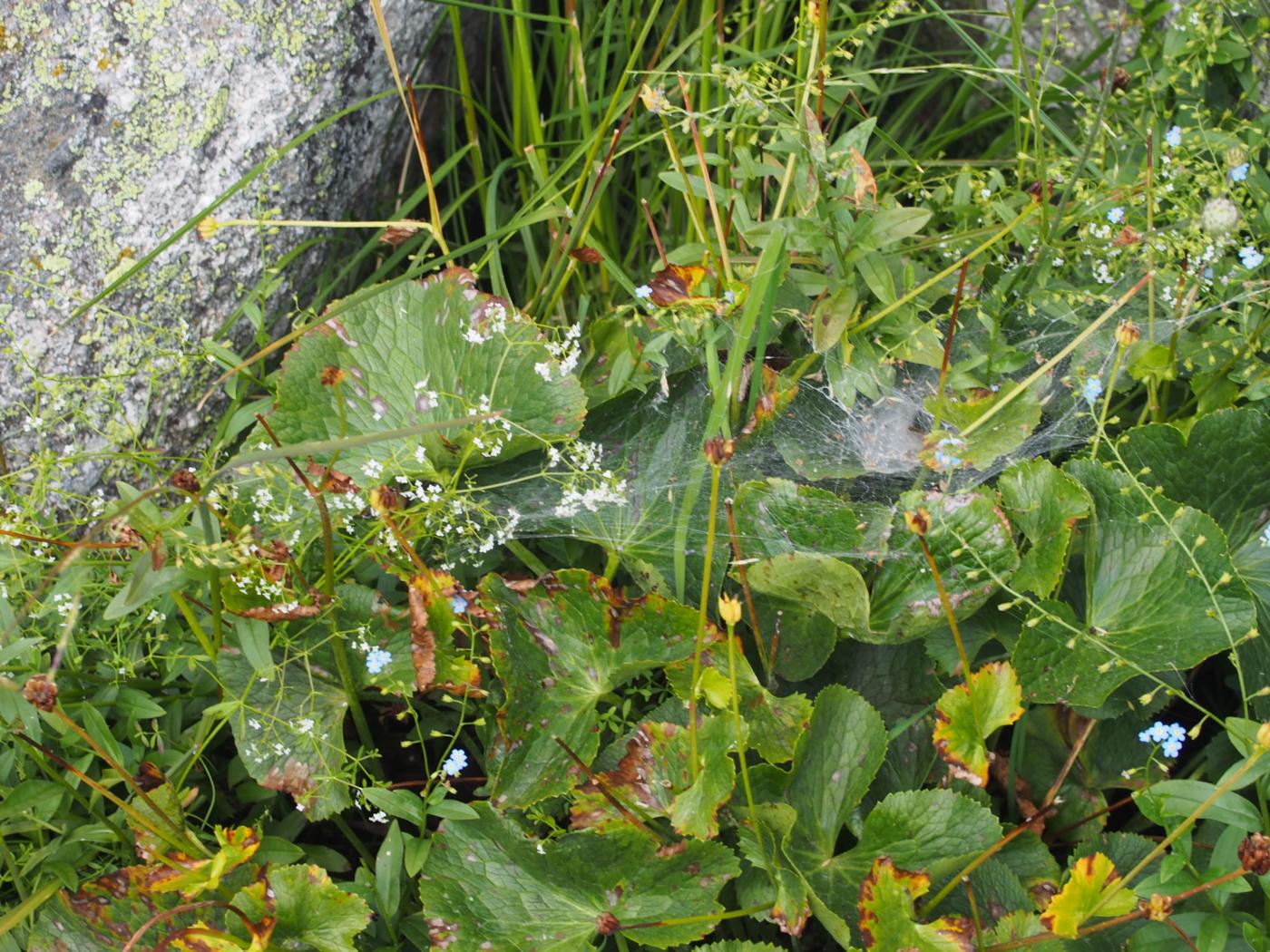 Bedstraw, Marsh plant